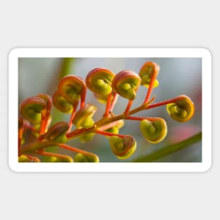 Grevillea Sticker